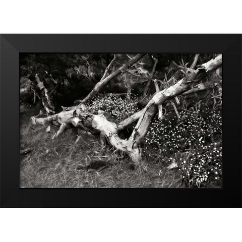 Fallen Cypress I Black Modern Wood Framed Art Print by Hausenflock, Alan