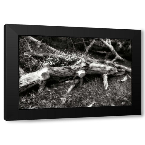 Fallen Cypress II Black Modern Wood Framed Art Print by Hausenflock, Alan