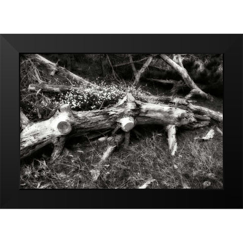 Fallen Cypress II Black Modern Wood Framed Art Print by Hausenflock, Alan