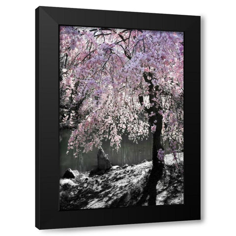 Cherry Tree I Black Modern Wood Framed Art Print by Hausenflock, Alan
