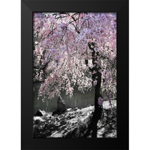 Cherry Tree I Black Modern Wood Framed Art Print by Hausenflock, Alan
