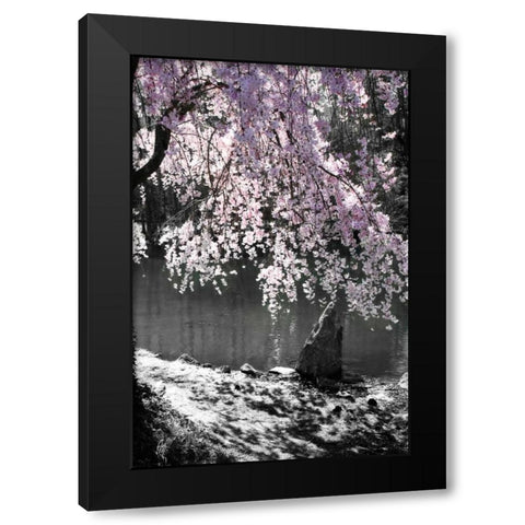 Cherry Tree II Black Modern Wood Framed Art Print with Double Matting by Hausenflock, Alan
