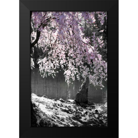 Cherry Tree II Black Modern Wood Framed Art Print by Hausenflock, Alan
