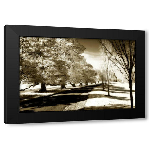 Stately Magnolias I Black Modern Wood Framed Art Print with Double Matting by Hausenflock, Alan