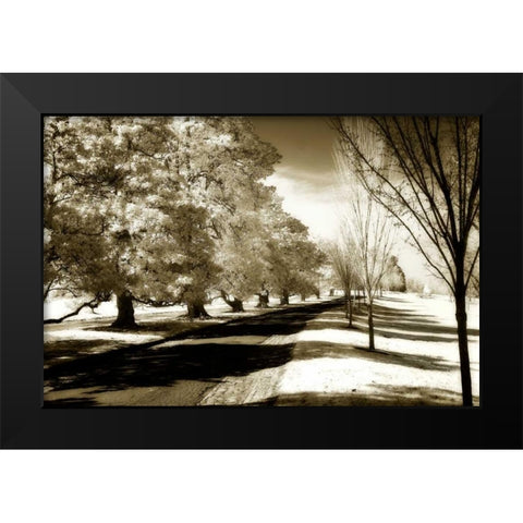 Stately Magnolias I Black Modern Wood Framed Art Print by Hausenflock, Alan