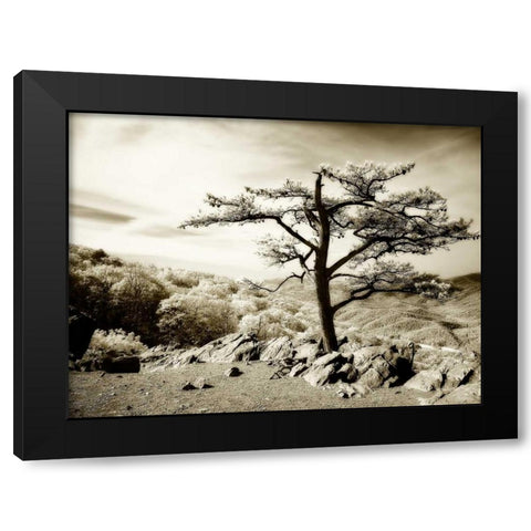 Lone Pine I Black Modern Wood Framed Art Print with Double Matting by Hausenflock, Alan