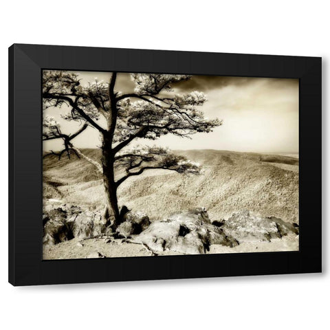 Lone Pine II Black Modern Wood Framed Art Print by Hausenflock, Alan