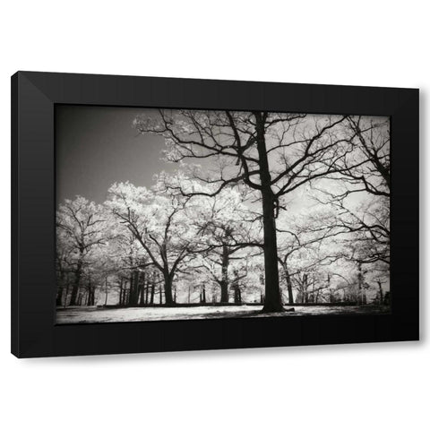 Bright Spring Day II Black Modern Wood Framed Art Print by Hausenflock, Alan
