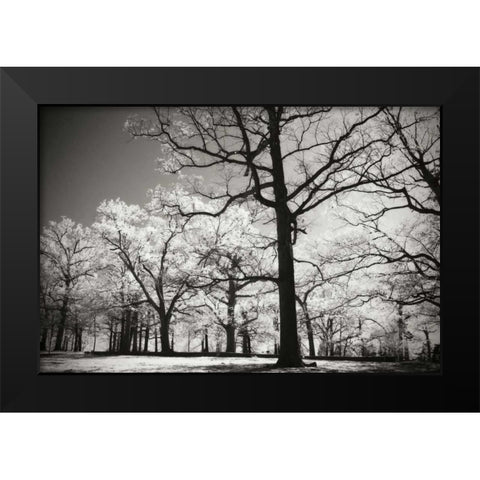 Bright Spring Day II Black Modern Wood Framed Art Print by Hausenflock, Alan