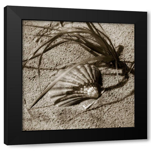 Seashells I Black Modern Wood Framed Art Print by Hausenflock, Alan