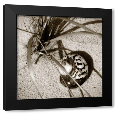 Seashells II Black Modern Wood Framed Art Print with Double Matting by Hausenflock, Alan