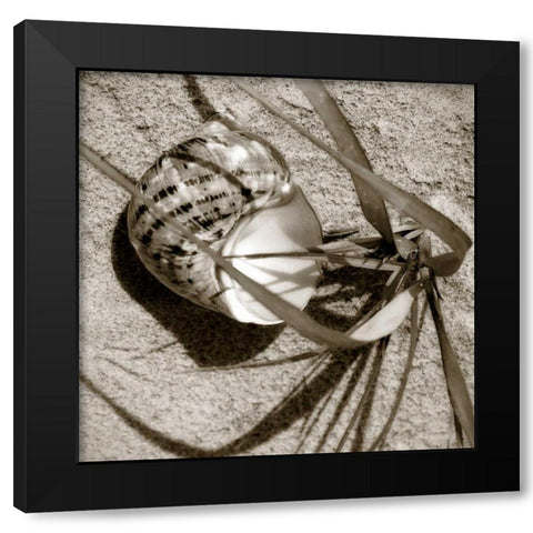 Seashells III Black Modern Wood Framed Art Print with Double Matting by Hausenflock, Alan