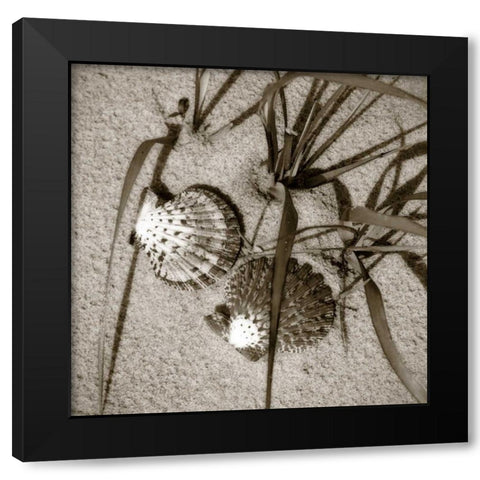 Seashells IV Black Modern Wood Framed Art Print by Hausenflock, Alan