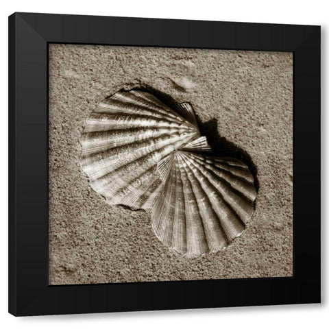 Seashells V Black Modern Wood Framed Art Print by Hausenflock, Alan