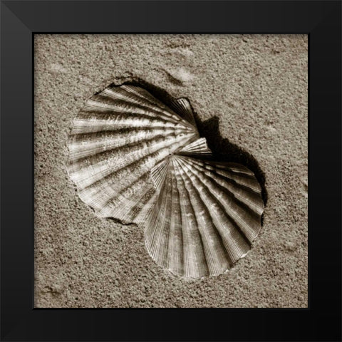 Seashells V Black Modern Wood Framed Art Print by Hausenflock, Alan