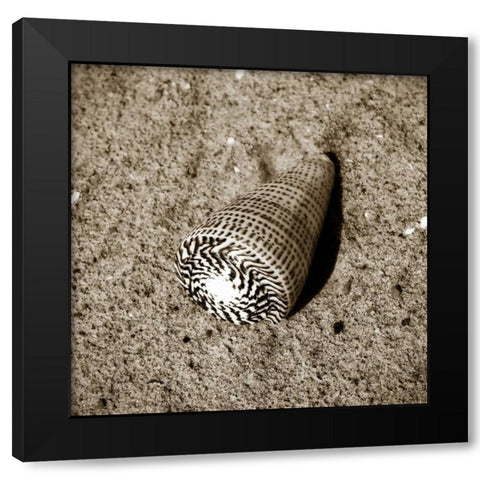 Seashells VI Black Modern Wood Framed Art Print by Hausenflock, Alan