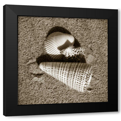 Seashells VII Black Modern Wood Framed Art Print by Hausenflock, Alan