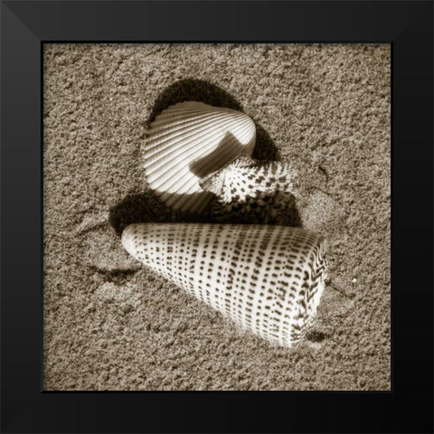 Seashells VII Black Modern Wood Framed Art Print by Hausenflock, Alan