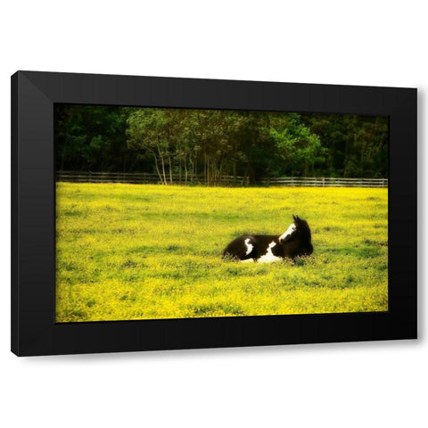 Black Pinto I Black Modern Wood Framed Art Print by Hausenflock, Alan