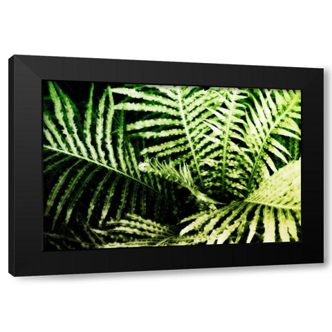 Tropical Foliage II Black Modern Wood Framed Art Print with Double Matting by Hausenflock, Alan