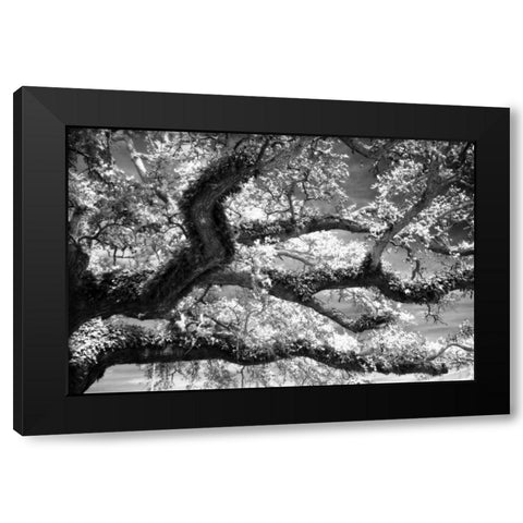 Coast Live Oak I Black Modern Wood Framed Art Print by Hausenflock, Alan