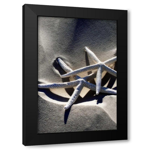 Sea Stars II Black Modern Wood Framed Art Print with Double Matting by Hausenflock, Alan