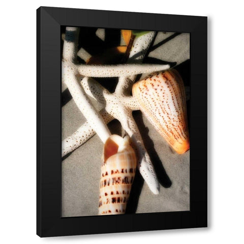 Shells by the Sea I Black Modern Wood Framed Art Print by Hausenflock, Alan