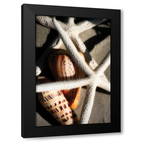 Shells by the Sea II Black Modern Wood Framed Art Print with Double Matting by Hausenflock, Alan