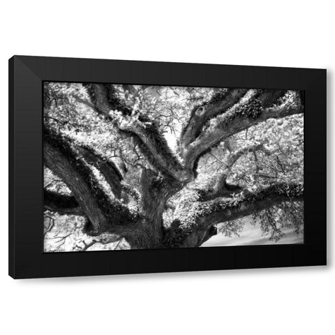 Coast Live Oak II Black Modern Wood Framed Art Print by Hausenflock, Alan