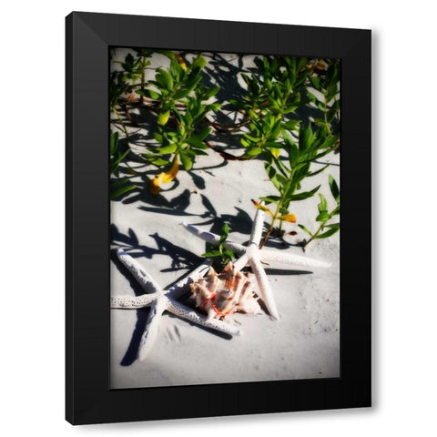 Shells by the Sea III Black Modern Wood Framed Art Print by Hausenflock, Alan