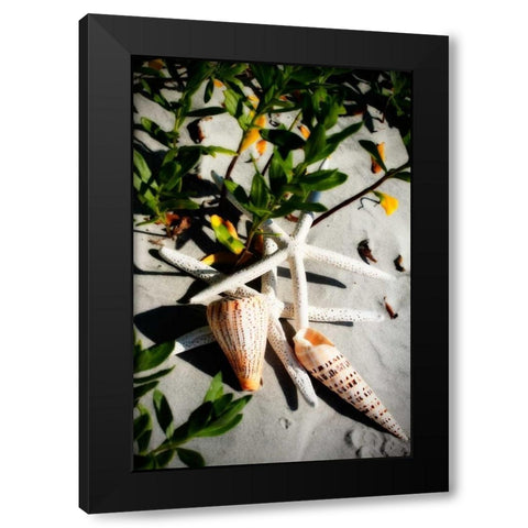 Shells by the Sea IV Black Modern Wood Framed Art Print by Hausenflock, Alan
