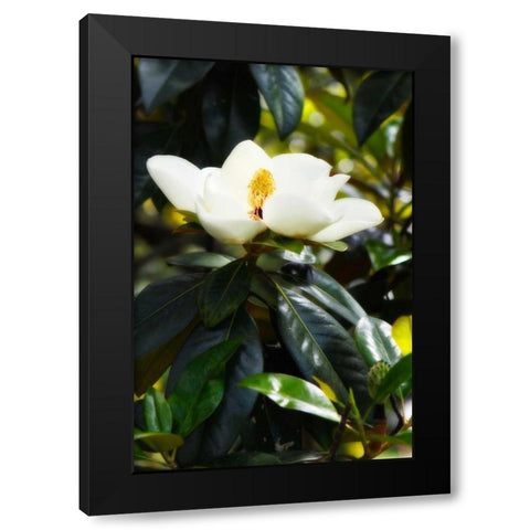 Fragrant Flower I Black Modern Wood Framed Art Print with Double Matting by Hausenflock, Alan