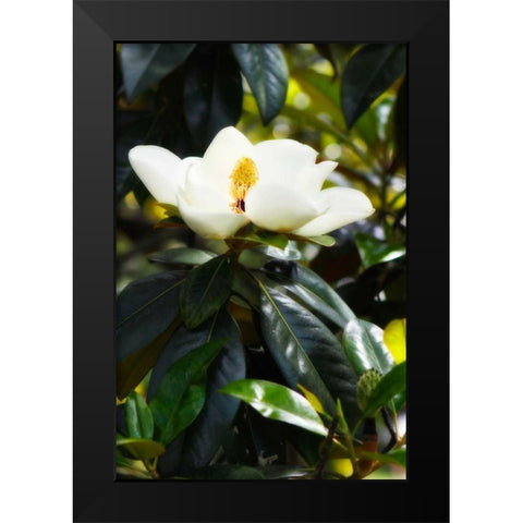 Fragrant Flower I Black Modern Wood Framed Art Print by Hausenflock, Alan