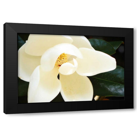 Southern Magnolia I Black Modern Wood Framed Art Print by Hausenflock, Alan