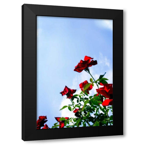 Sunlit Roses Black Modern Wood Framed Art Print by Hausenflock, Alan