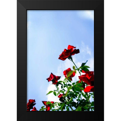 Sunlit Roses Black Modern Wood Framed Art Print by Hausenflock, Alan