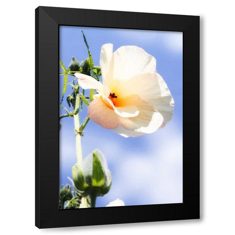 Hibiscus II Black Modern Wood Framed Art Print by Hausenflock, Alan
