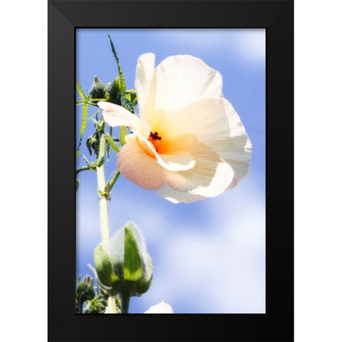 Hibiscus II Black Modern Wood Framed Art Print by Hausenflock, Alan