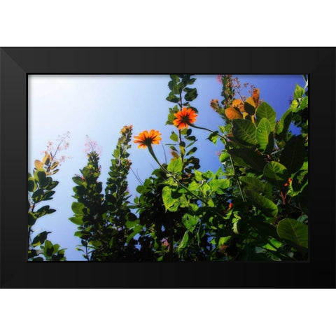 Summer Garden I Black Modern Wood Framed Art Print by Hausenflock, Alan