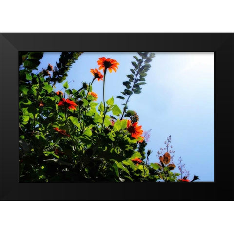 Summer Garden II Black Modern Wood Framed Art Print by Hausenflock, Alan