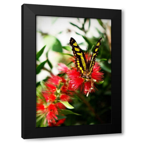 Bairds Swallowtail I Black Modern Wood Framed Art Print by Hausenflock, Alan