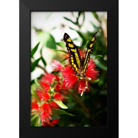 Bairds Swallowtail I Black Modern Wood Framed Art Print by Hausenflock, Alan