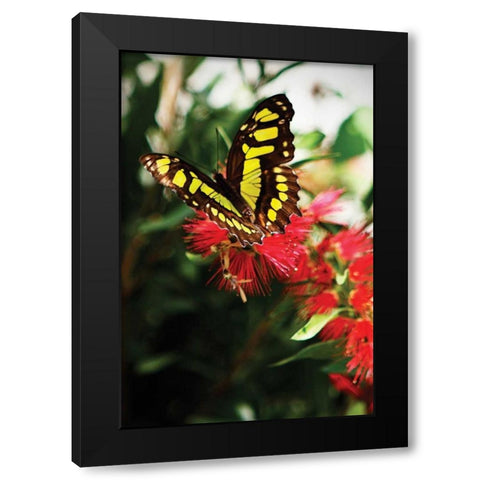 Bairds Swallowtail II Black Modern Wood Framed Art Print by Hausenflock, Alan