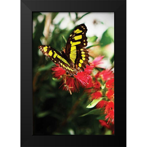 Bairds Swallowtail II Black Modern Wood Framed Art Print by Hausenflock, Alan