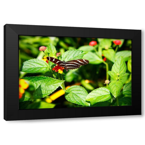 Zebra Longwing Black Modern Wood Framed Art Print with Double Matting by Hausenflock, Alan