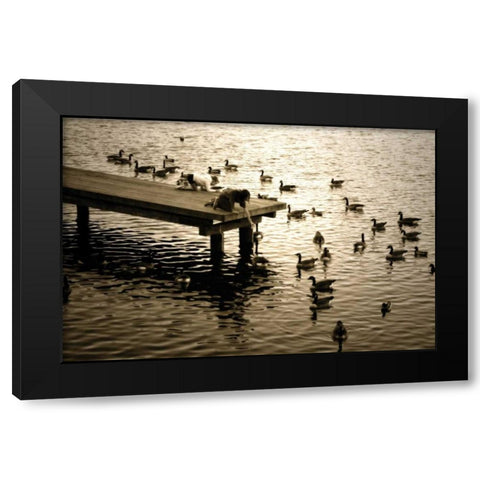 Feeding the Geese II Black Modern Wood Framed Art Print by Hausenflock, Alan