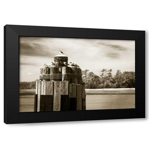 Pamlico Gulls I Black Modern Wood Framed Art Print by Hausenflock, Alan