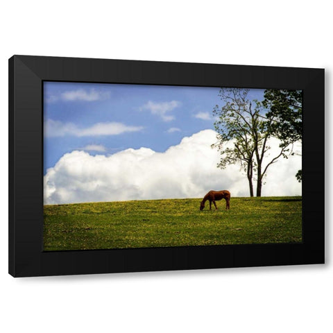 Horses in the Clouds II Black Modern Wood Framed Art Print by Hausenflock, Alan