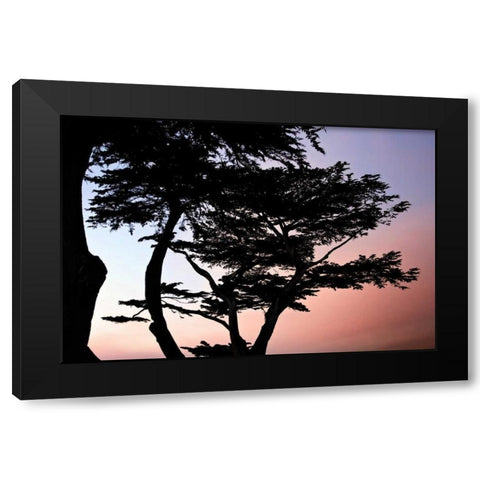 Cypress Silhouette I Black Modern Wood Framed Art Print with Double Matting by Hausenflock, Alan