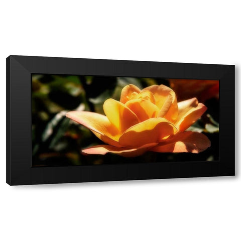 Queen of Flowers I Black Modern Wood Framed Art Print with Double Matting by Hausenflock, Alan